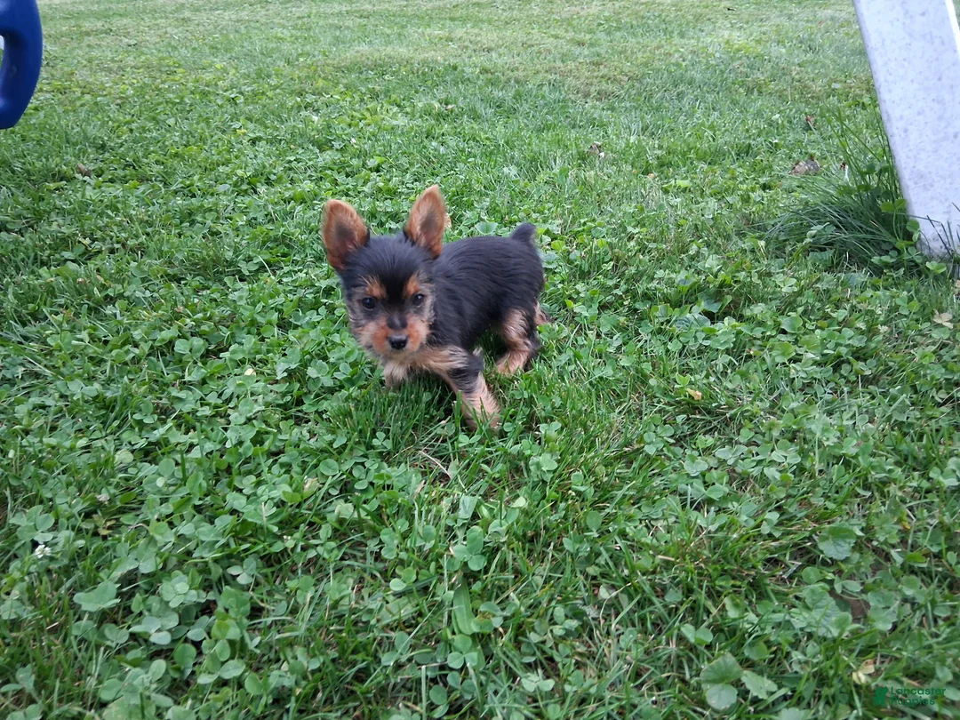 Yorkshire Terrier dogs for sale: Spice - Ad 4