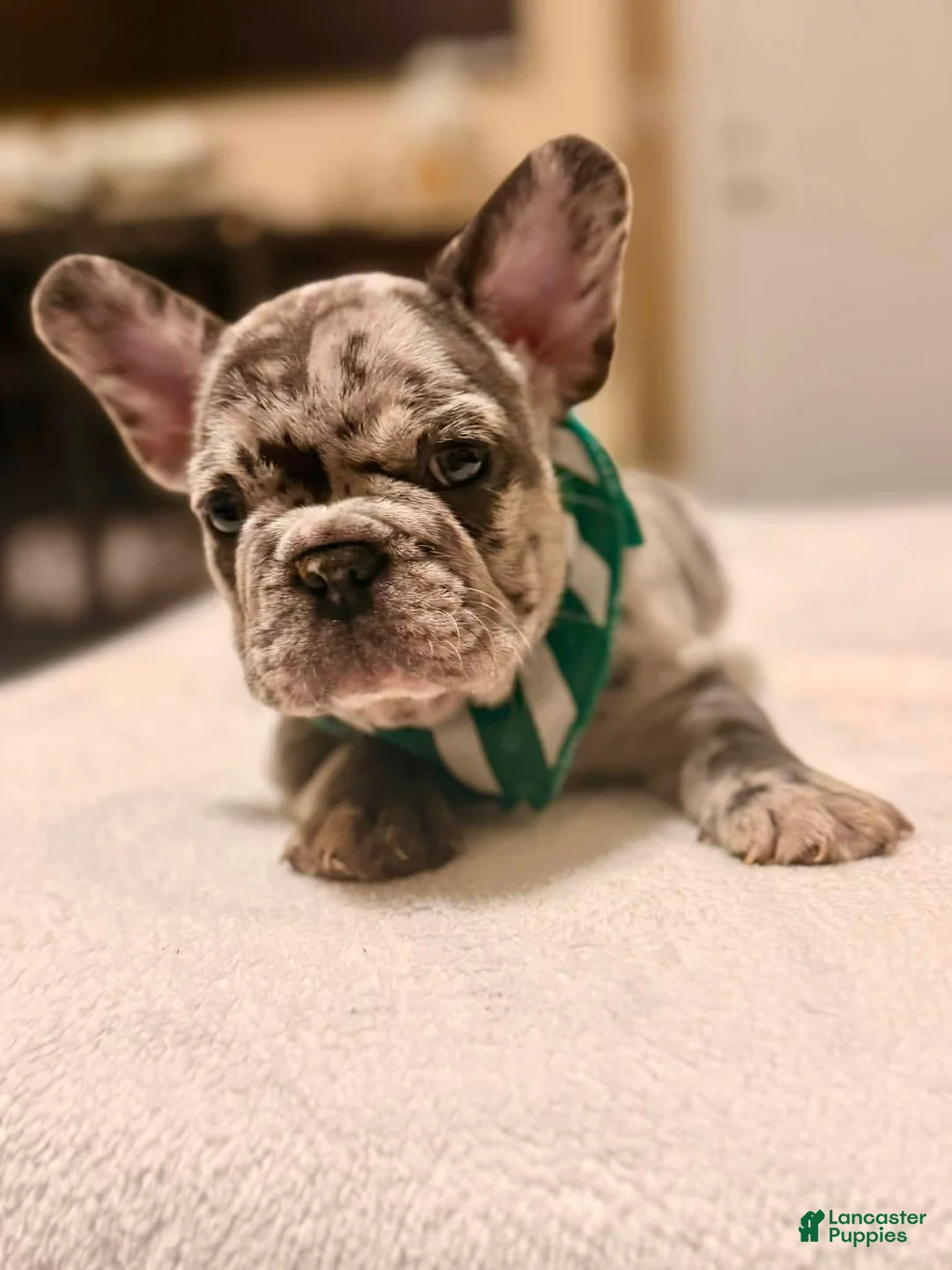 French Bulldog dogs for sale: 3 - Blue Merle Male - Ad 4
