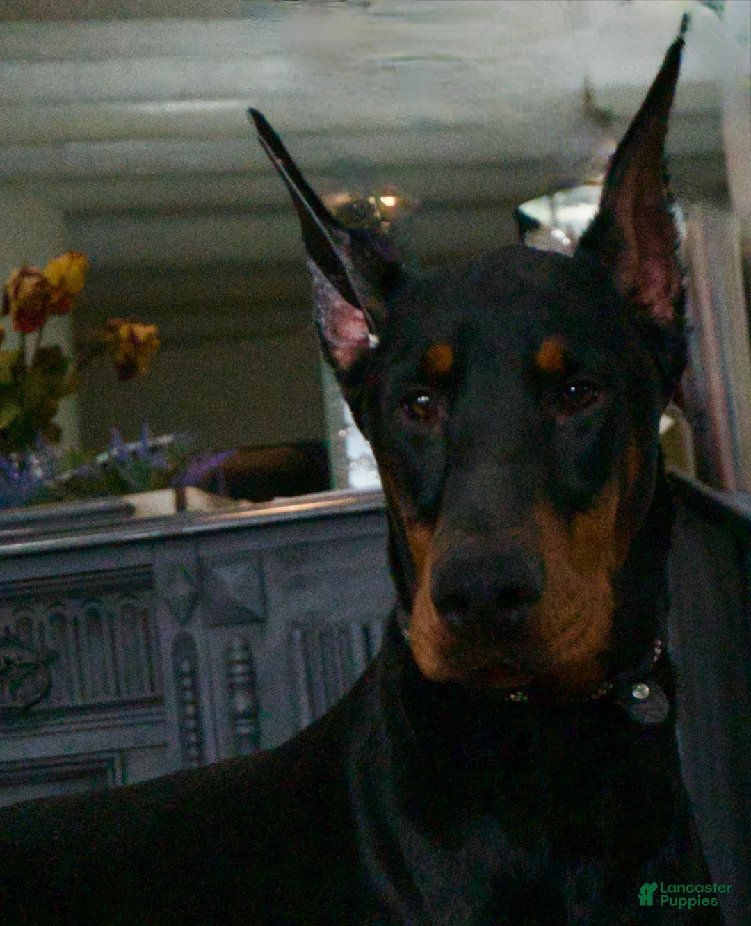 Doberman Pinscher dogs for sale: Zoey AKC European Doberman Pinscher HUGE - Ad 1