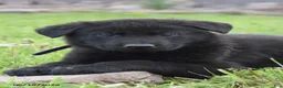 German Shepherd dogs for sale: Royal - Ad 2