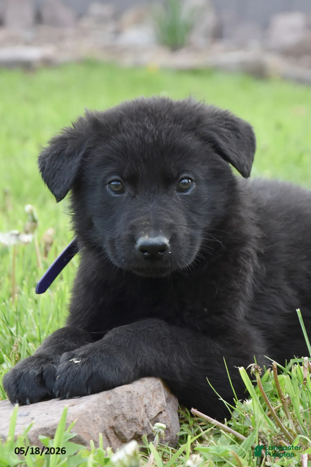 German Shepherd dogs for sale: Royal - Ad 2