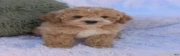 Bichpoo dogs for sale: Jett - Ad 4