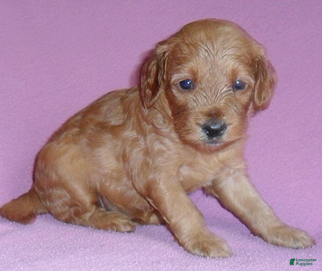 Cockapoo dogs for sale: Lola - Ad 6