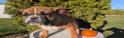 French Bulldog dogs for sale: Odin - Ad 6