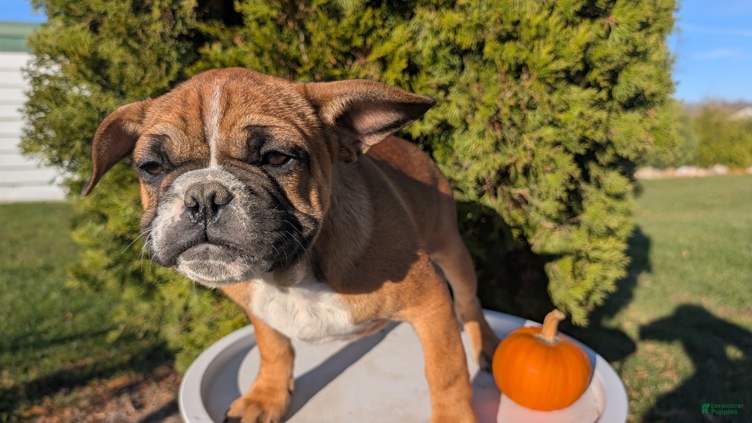 French Bulldog dogs for sale: Odin - Ad 6