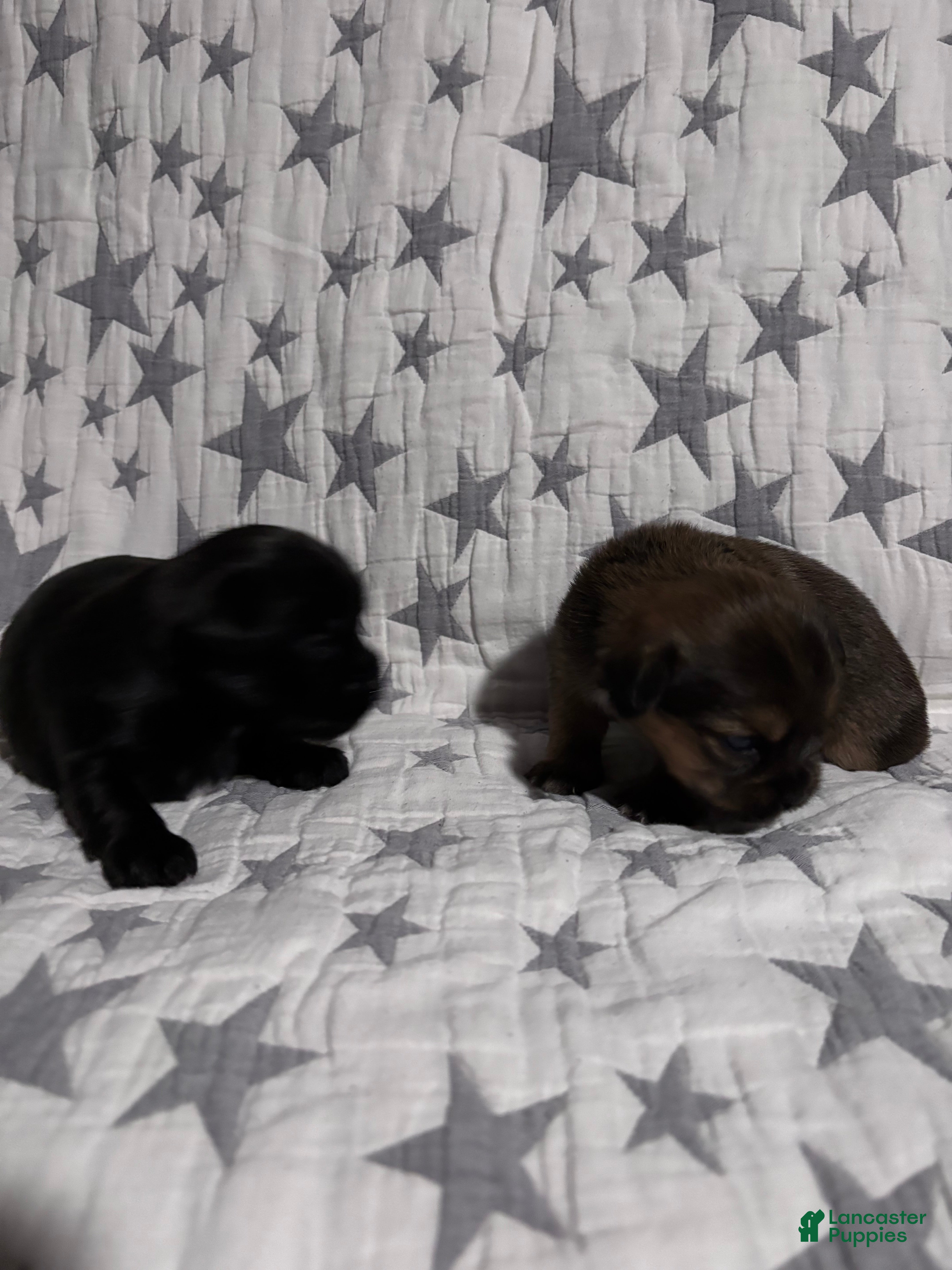 Shorkie dogs for sale: Shorkie 3 Blk/wht female $1200 - Ad 9