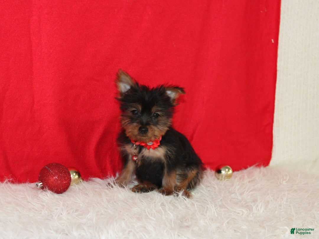 Yorkshire Terrier dogs for sale: Donnie - Ad 6