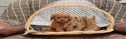 Cavapoo dogs for sale: Jude - Ad 7