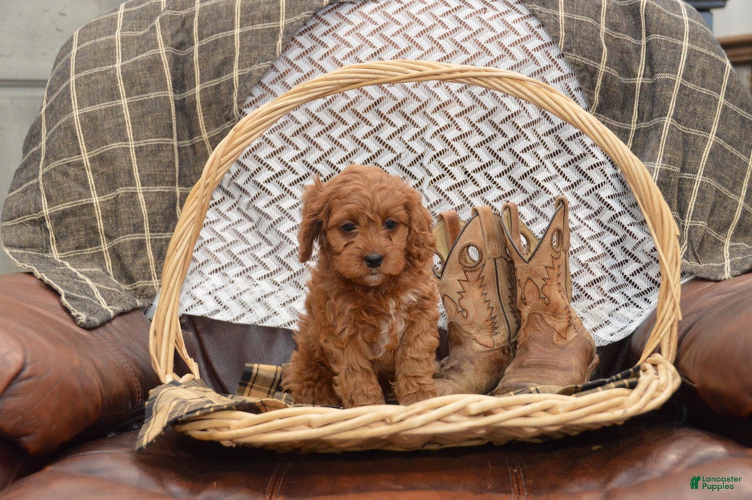 Cavapoo dogs for sale: Jude - Ad 7