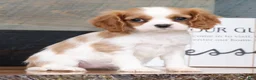 Cavalier King Charles Spaniel dogs for sale: Paula - Ad 3