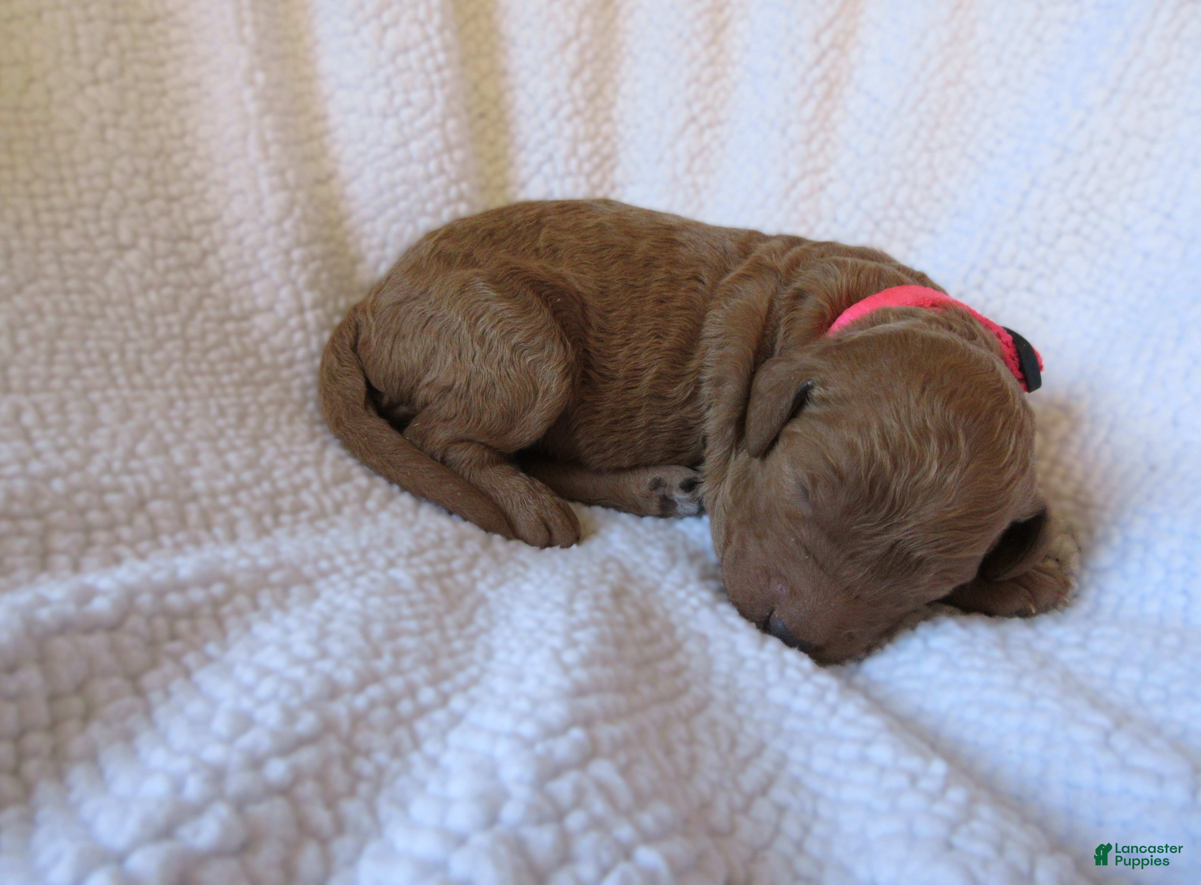 Goldendoodle dogs for sale: Pink collar - Ad 3
