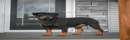 Rottweiler dogs for sale: Cinnanmon 🐾  - Ad 7