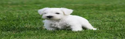 Miniature Schnauzer dogs for sale: George  - Ad 7