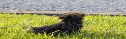 Yorkshire Terrier dogs for sale: Yorkshire Terrier 1 - Ad 4