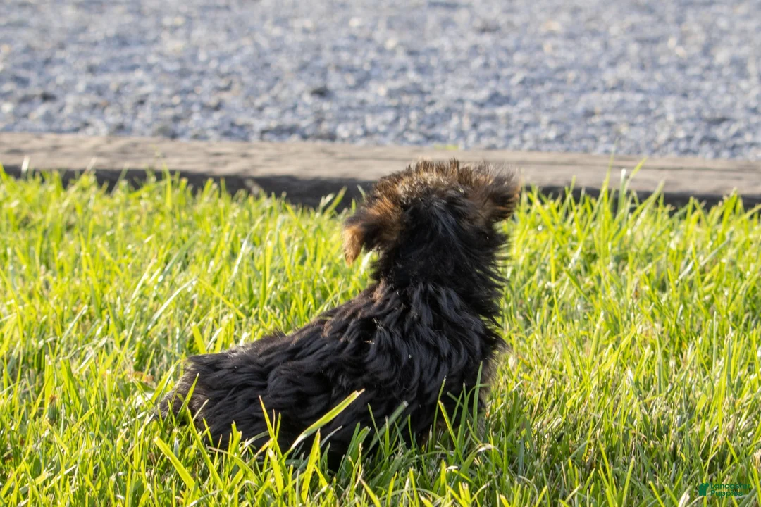 Yorkshire Terrier dogs for sale: Yorkshire Terrier 1 - Ad 4