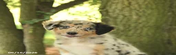 Border Collie dogs for sale: Freckles - Ad 5