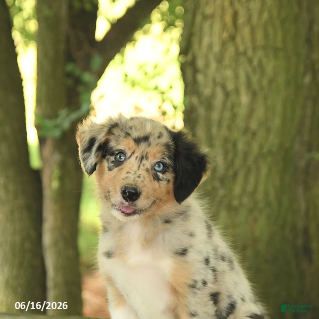 Border Collie dogs for sale: Freckles - Ad 5