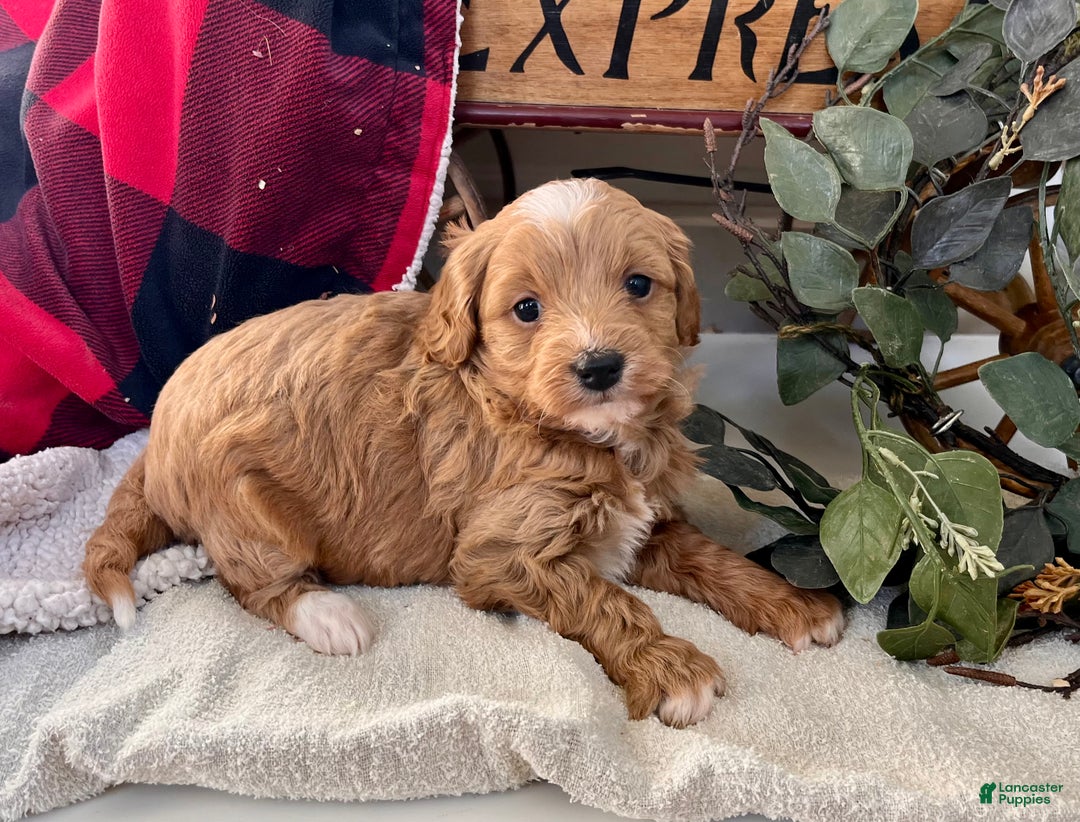 Mixed Breed dogs for sale: Lil Patsy❤️🐾Call 717-768-7967🐾F1B - Ad 1