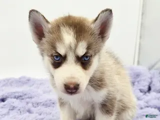 Siberian Husky dogs Chase - Ad 30