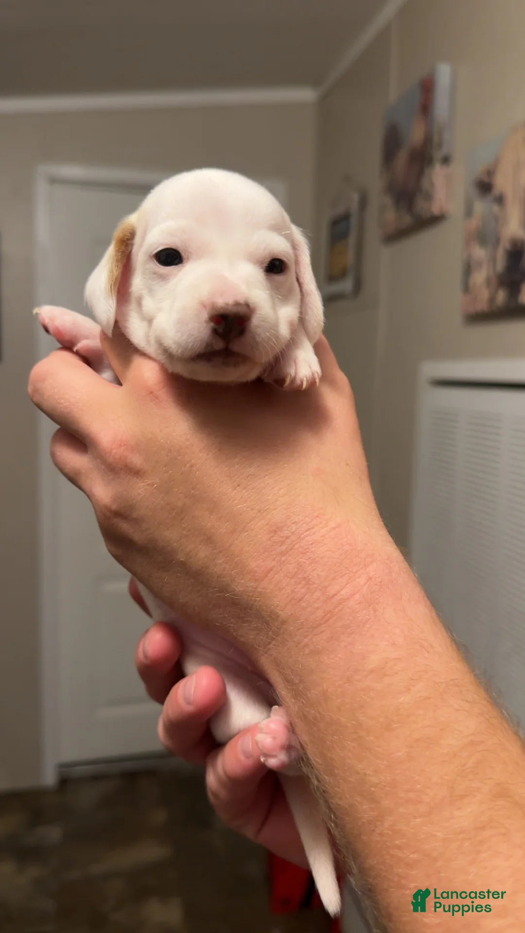 Miniature Dachshund dogs for sale: Miniature Dachshund Puppy 4 - Ad 1