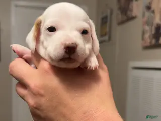 Miniature Dachshund dogs Miniature Dachshund Puppy 4 - Ad 21