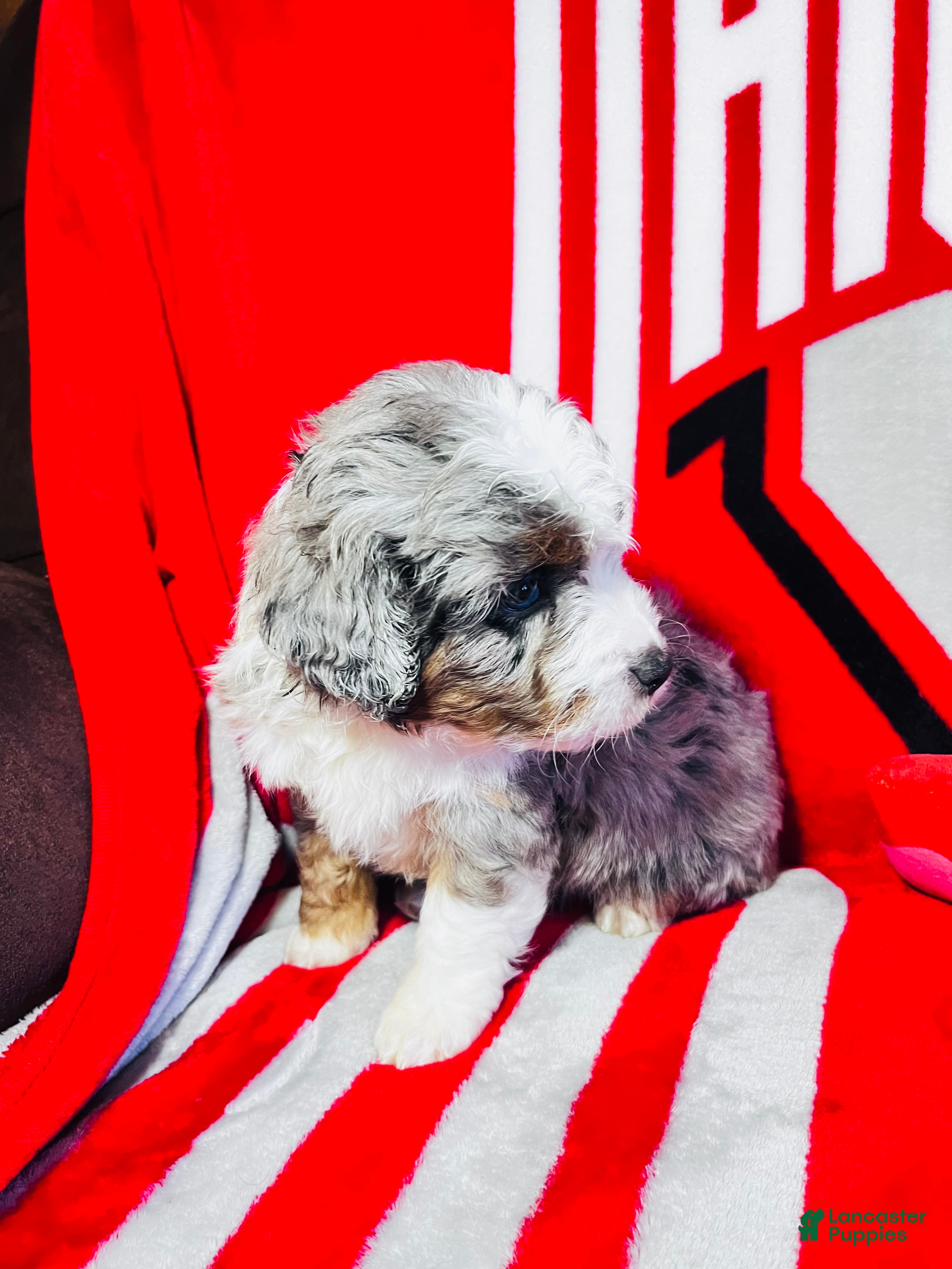 Mini Aussiedoodle dogs Bubba-Chocolate Merle - Ad 2