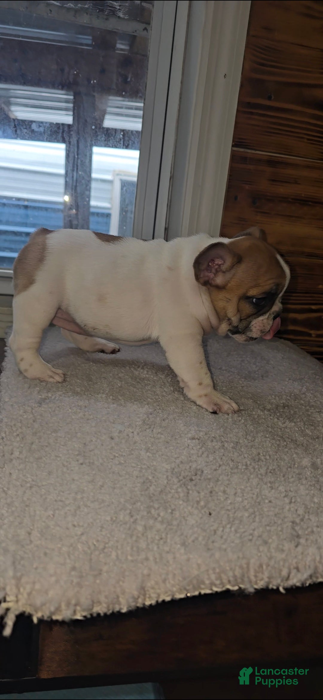 French Bulldog dogs for sale: French Bulldog Puppy 1 - Ad 6