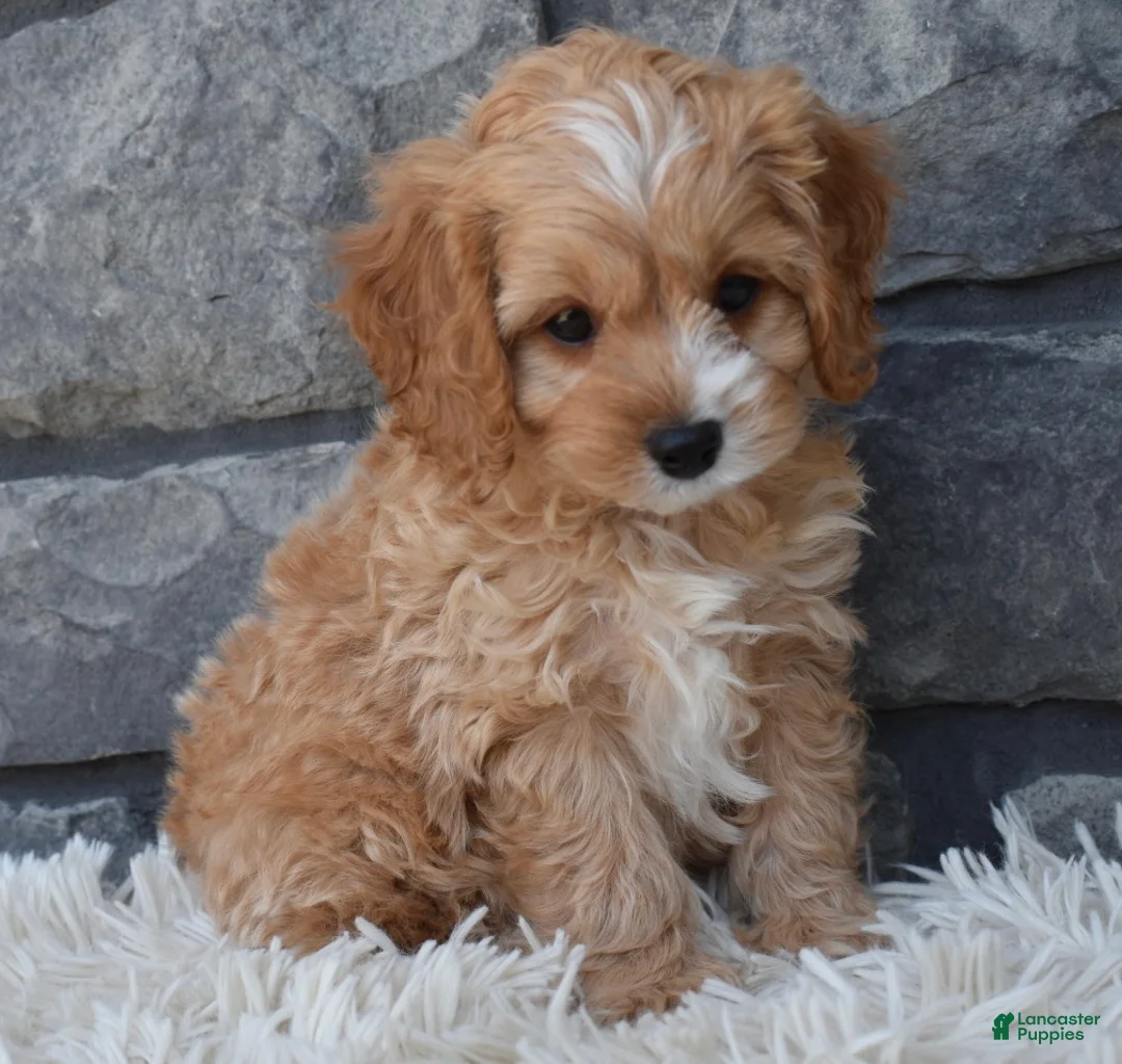 Cavapoo dogs for sale: Scooter - Ad 1