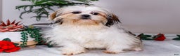 Shih Tzu dogs for sale: Keturah - Ad 5