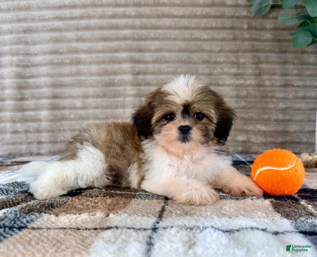 Malshi dogs for sale: Jack - Ad 5
