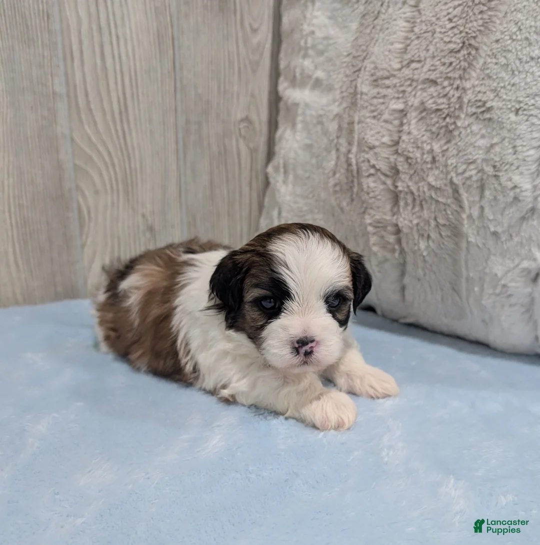 Shihpoo dogs for sale: Ripley - Ad 4