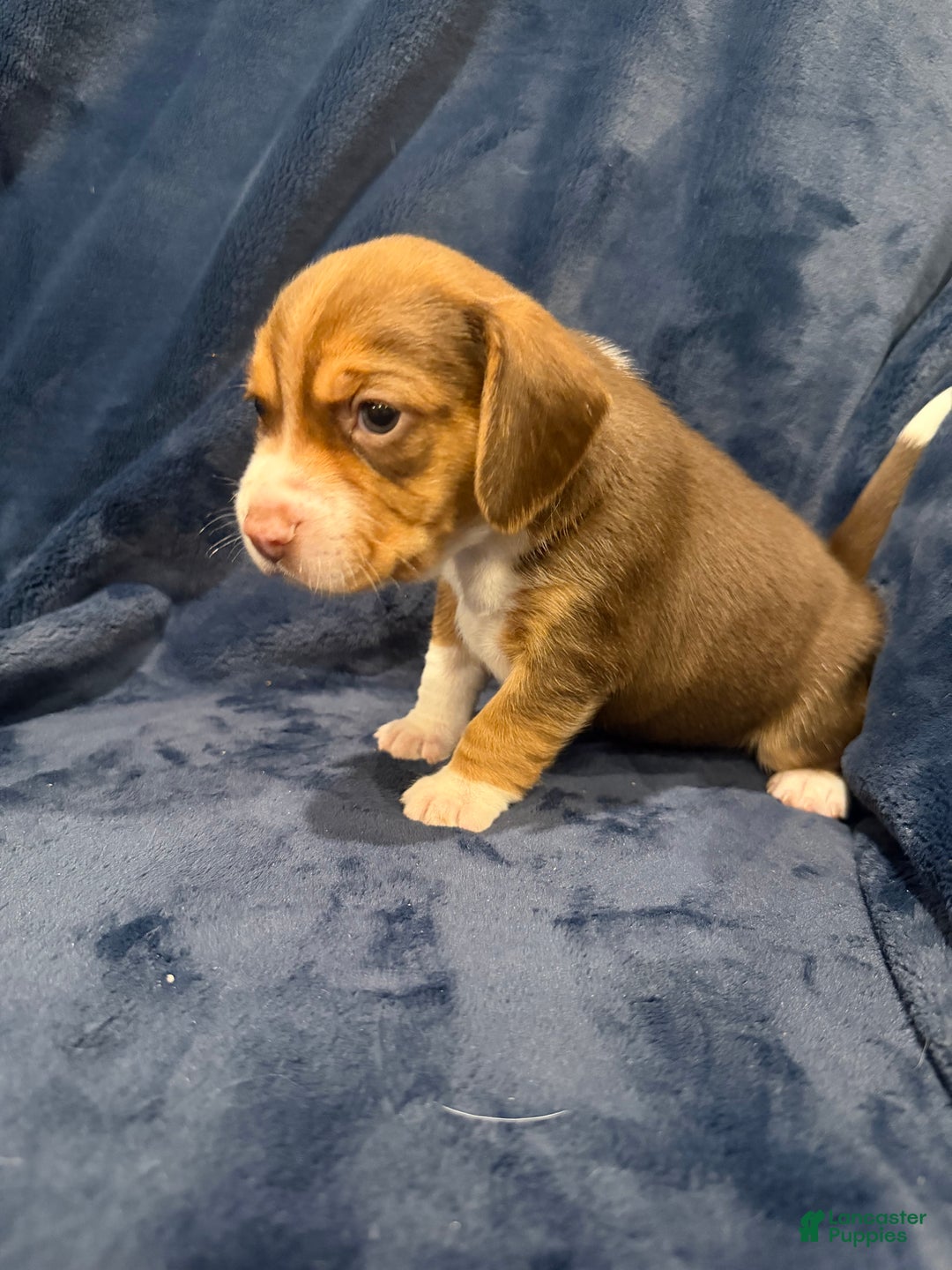 Beagle dogs for sale: Beagle Puppy 6 - Ad 1