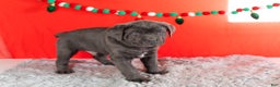 Cane Corso dogs for sale: Theo - Ad 3