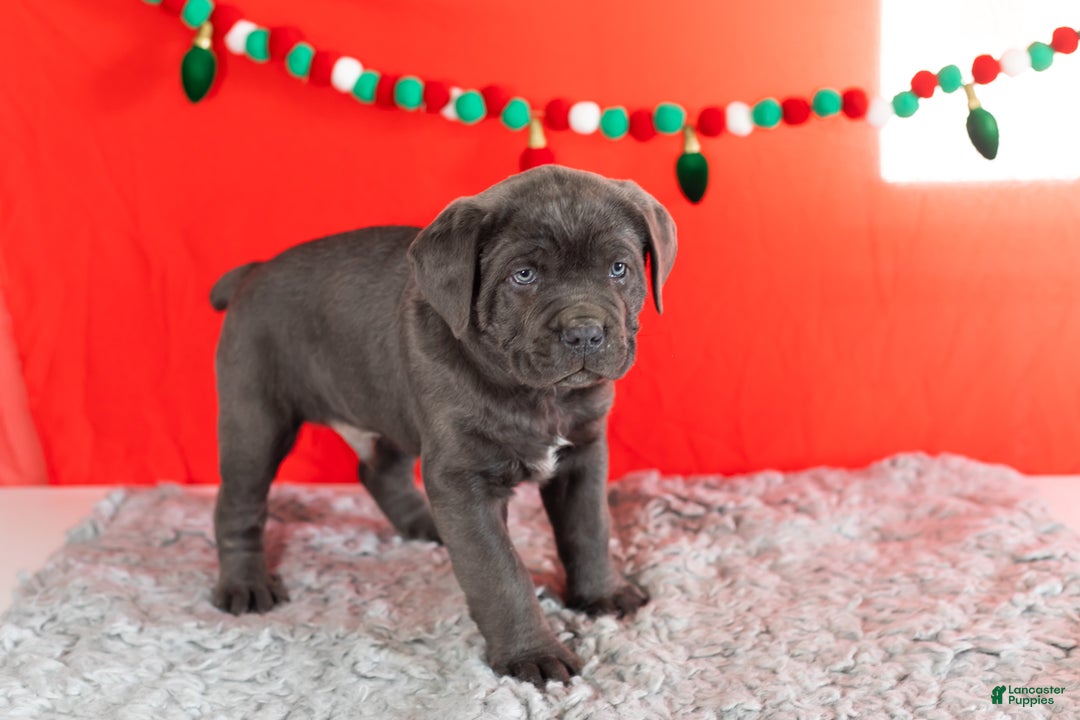 Cane Corso dogs for sale: Theo - Ad 3