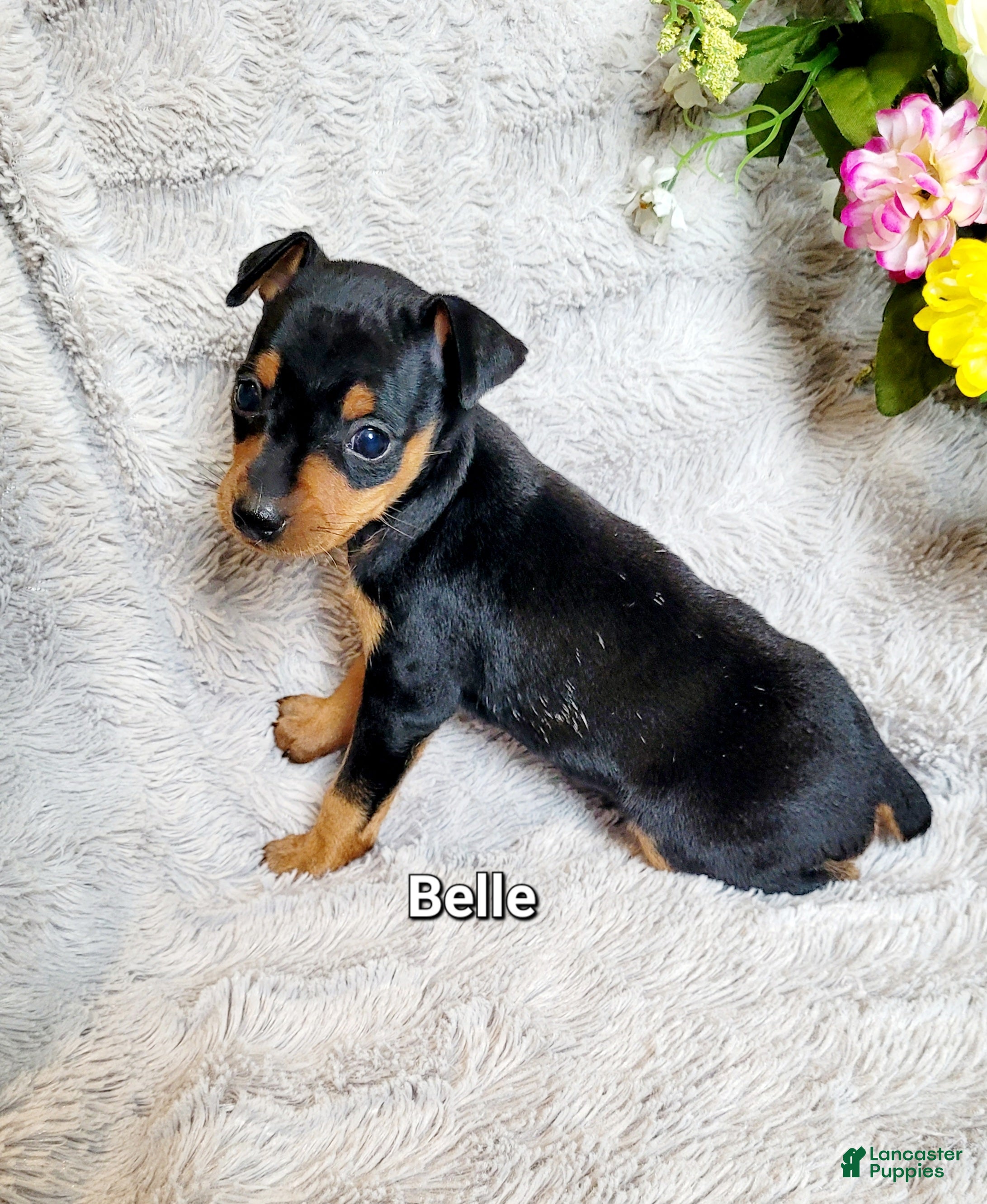 Miniature Pinscher dogs Belle  - Ad 16