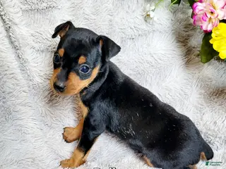 Miniature Pinscher dogs Belle - Ad 14