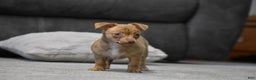 Chihuahua dogs for sale: Duke - Ad 2
