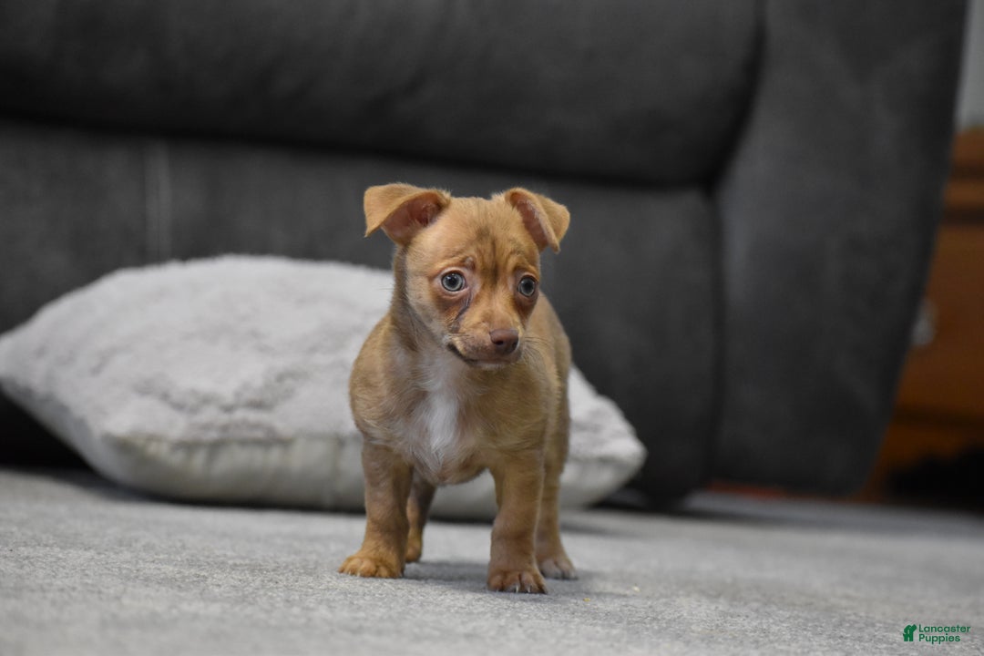 Chihuahua dogs for sale: Duke - Ad 2
