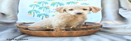 Mini Goldendoodle dogs for sale: Sassy - Ad 3