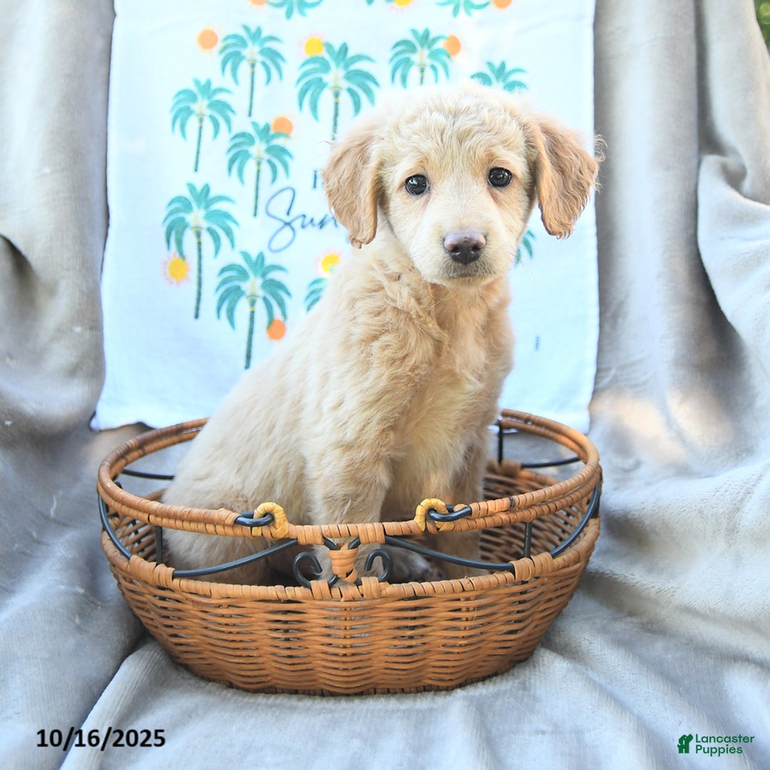 Mini Goldendoodle dogs for sale: Sassy - Ad 3