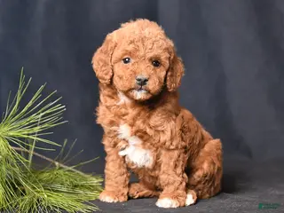 Cockapoo dogs Petunia - Ad 11