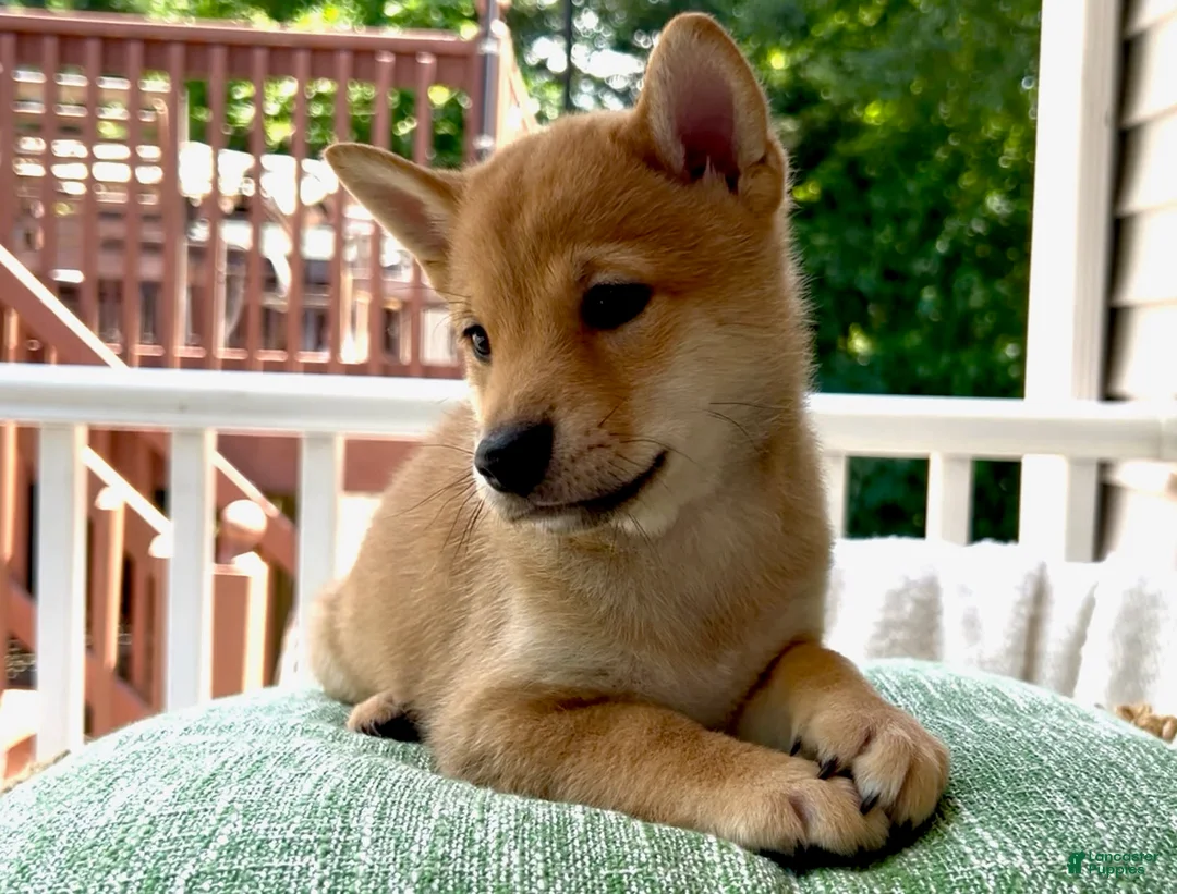 Gallery Image {{count}}