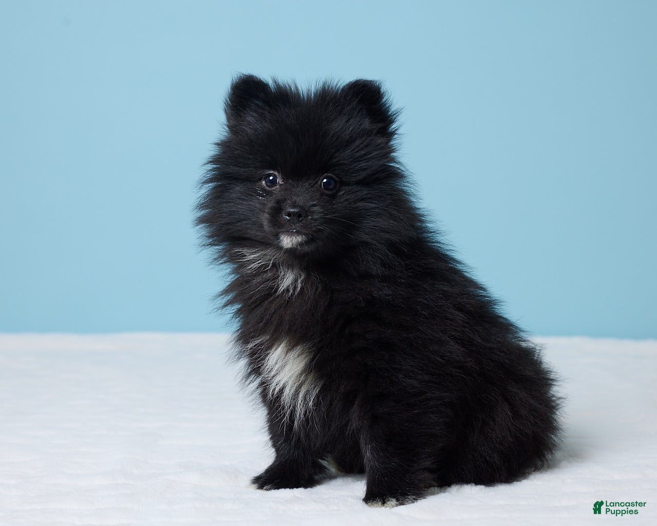 Pomeranian dogs Jimmy - Ad 2