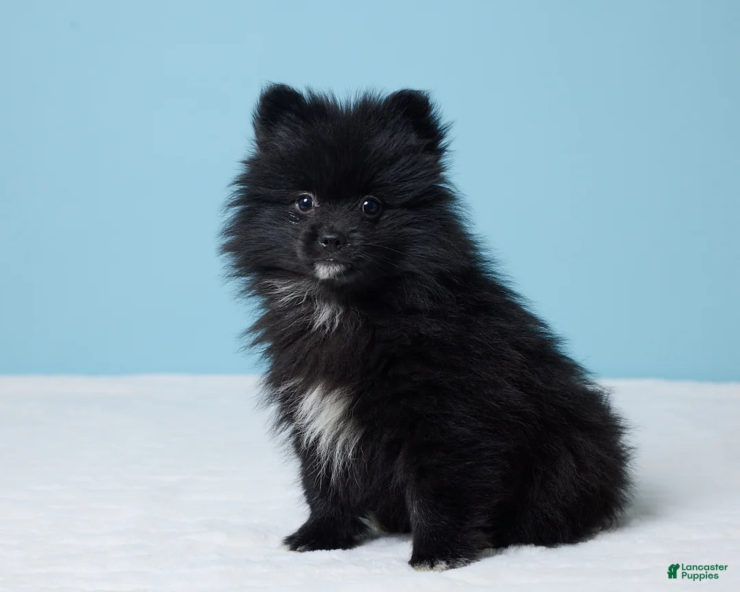 Pomeranian dogs for sale: Jimmy - Ad 2