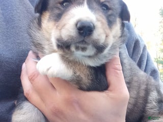 Mixed Breed dogs - Ad 4