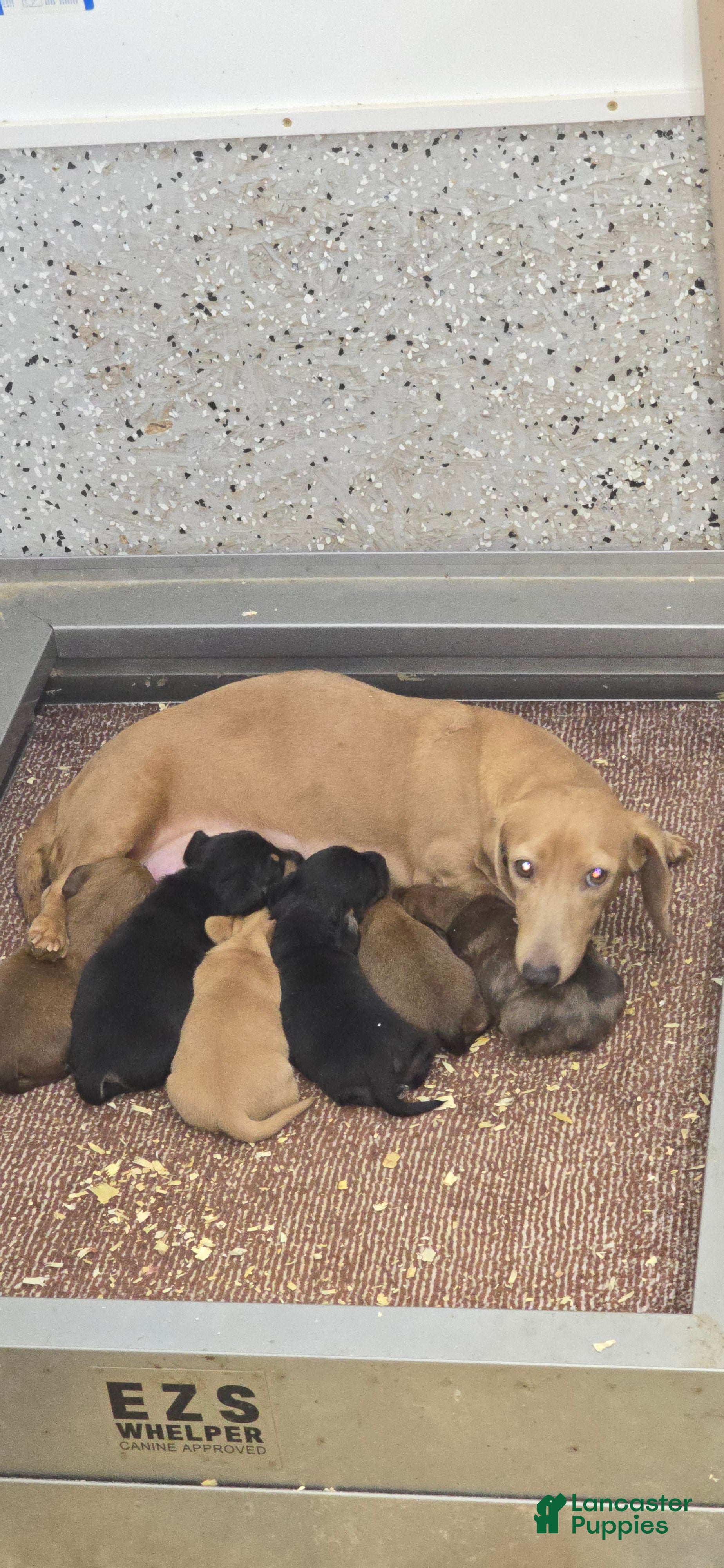 Miniature Dachshund dogs Duke - Ad 2