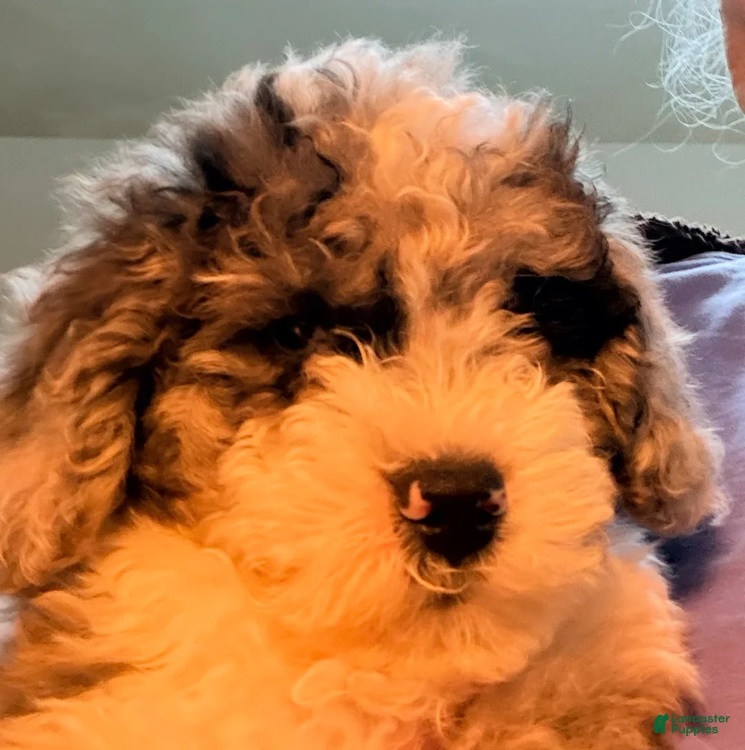 Schnoodle Corgi-Poo Hybrid Mixed Breed for sale in York