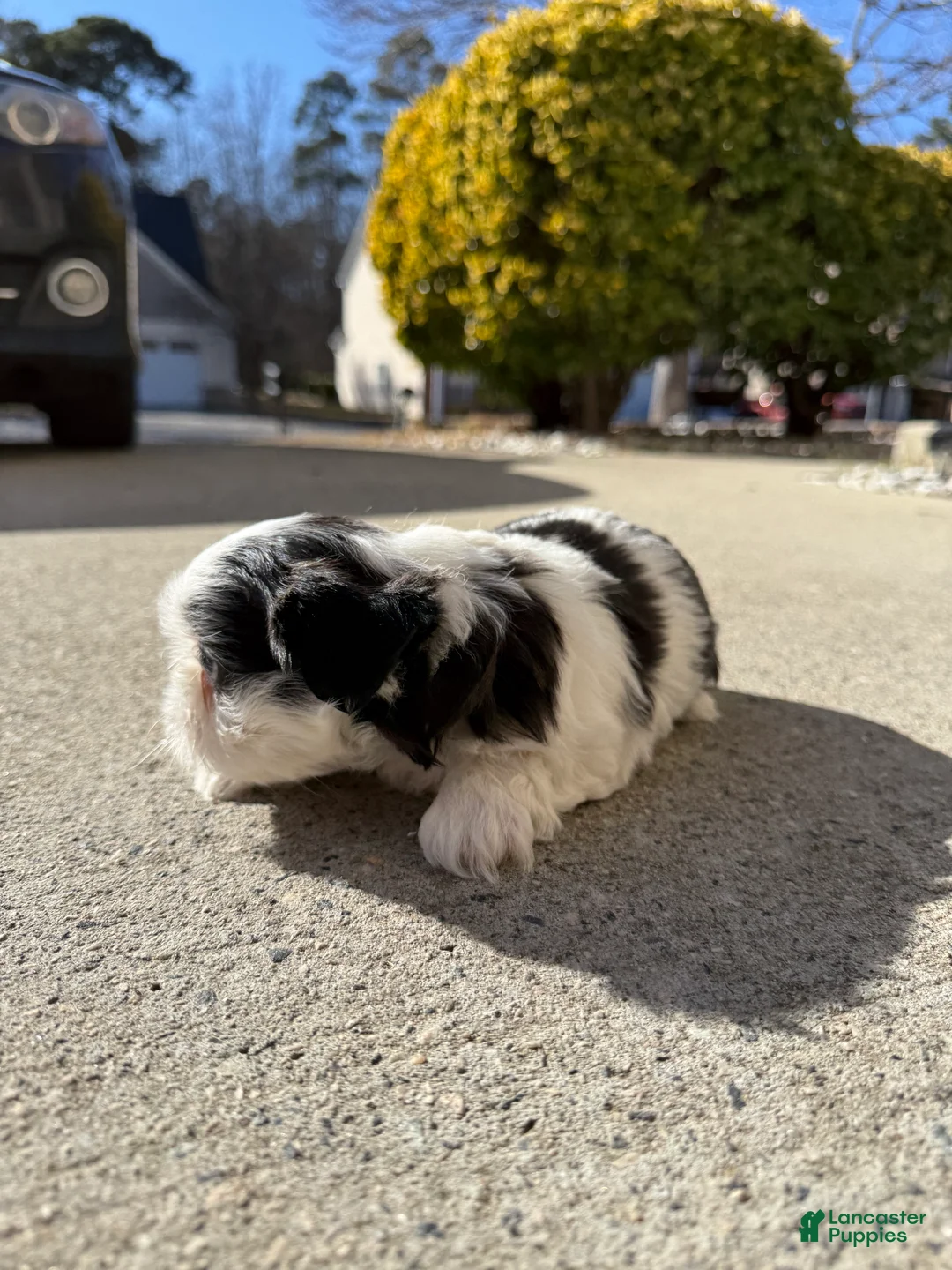 Shih Tzu dogs for sale: Shih Tzu Puppy 3 - Ad 5