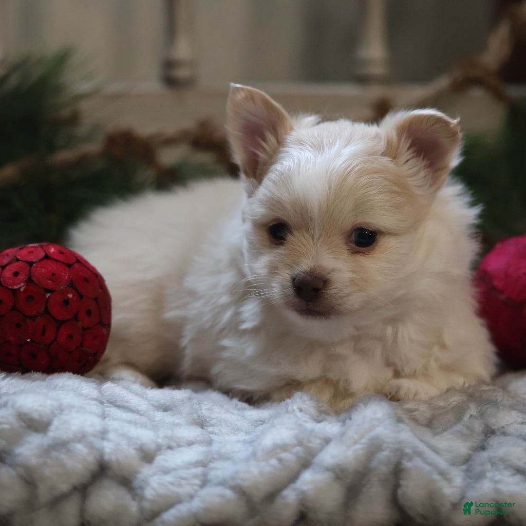Maltipom dogs for sale: Kringle - Ad 1