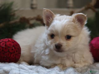 Maltipom dogs Kringle - Ad 3